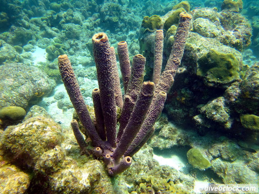 Curaçao Exploring The Best Dive Sites of the Dutch Caribbean Caribbean Curacao 42