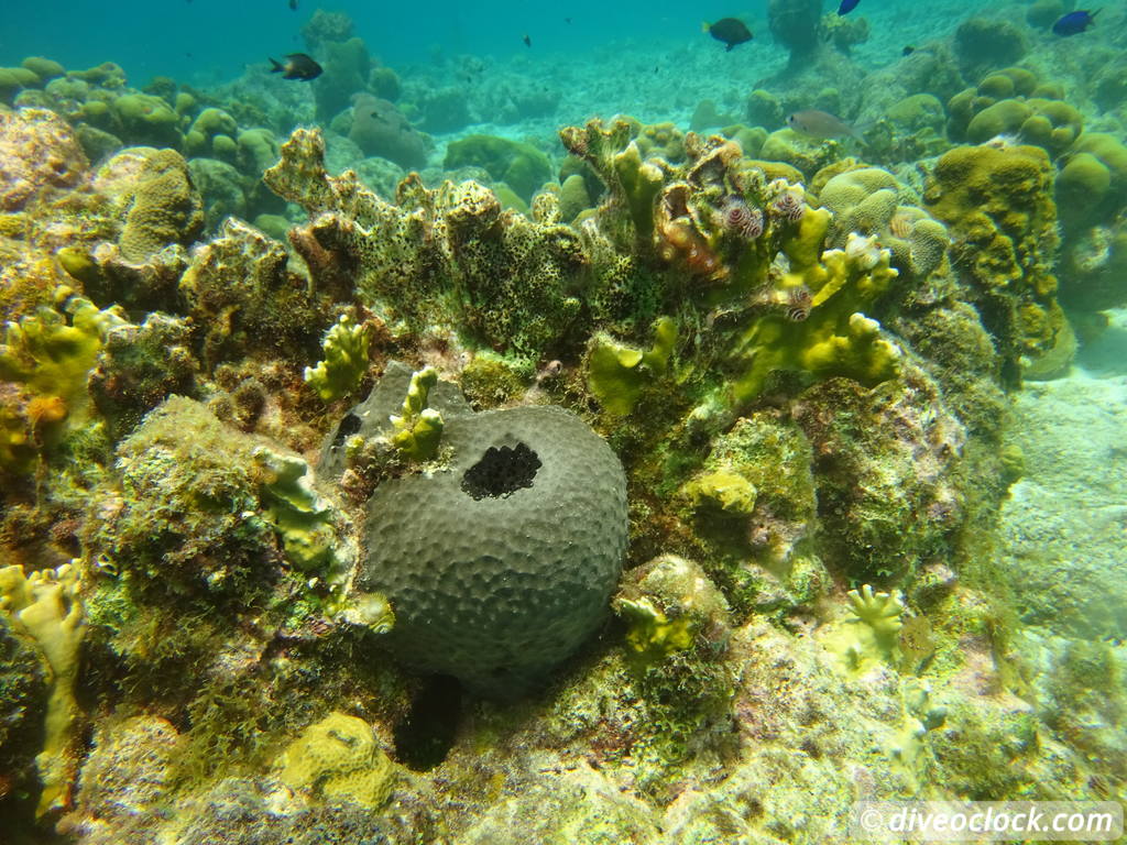 Curaçao Exploring The Best Dive Sites of the Dutch Caribbean Caribbean Curacao 46