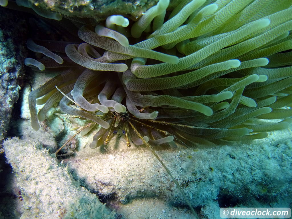 Curaçao Exploring The Best Dive Sites of the Dutch Caribbean Caribbean Curacao 48