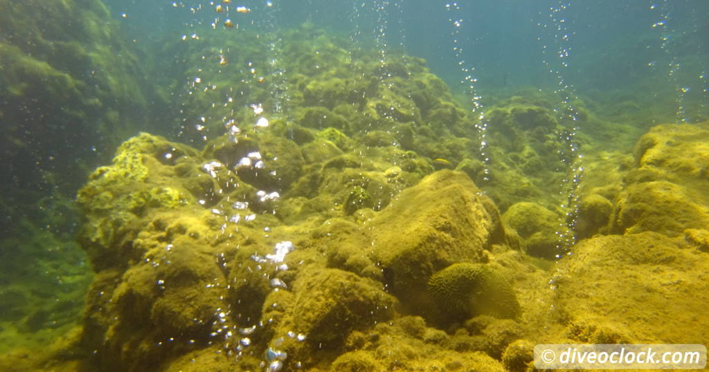 Les Saintes Diving the Legendary Sec Pâté Guadeloupe   Caribbean Dominica Champagne 