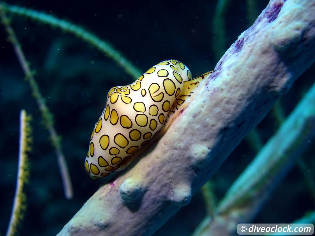 Dominica Diving in Volcanic Bubbles at Champagne Reef Dominica Champagne Diveoclock 25