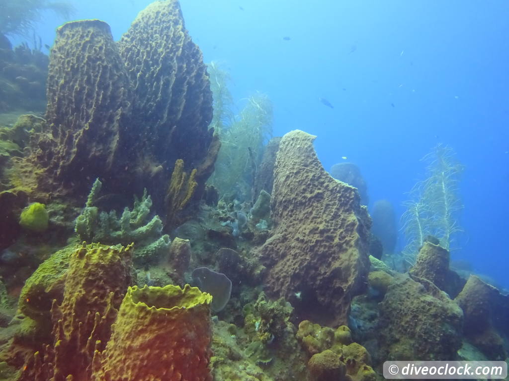 Dominica Diving in Volcanic Bubbles at Champagne Reef Dominica Champagne Diveoclock 26