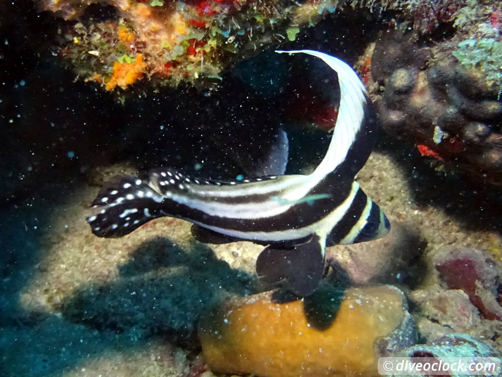 Dominica Diving in Volcanic Bubbles at Champagne Reef Dominica Champagne Diveoclock 27