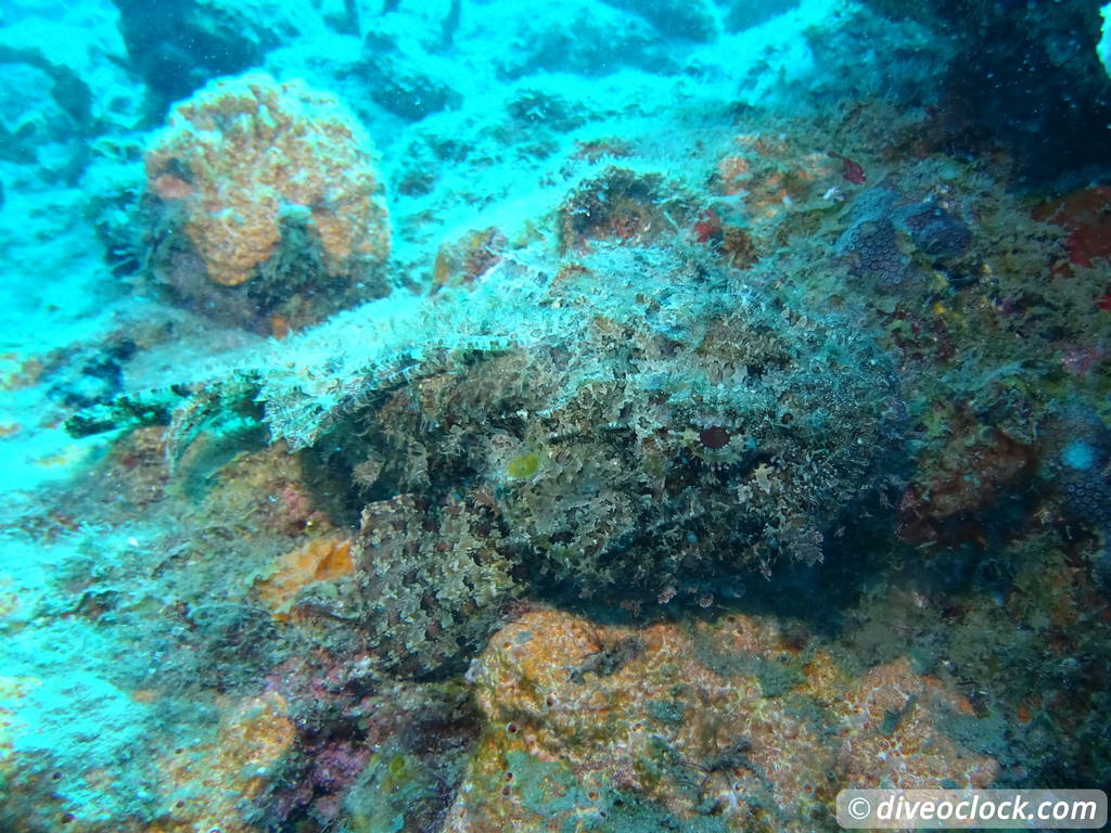 غواصی دومینیکا در حباب های آتشفشانی در Champagne Reef Dominica Champagne Diveoclock 29