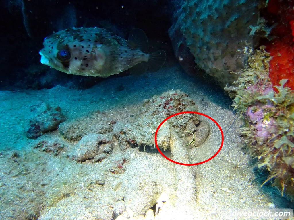 Dominica Diving in Volcanic Bubbles at Champagne Reef Dominica Champagne Diveoclock 34