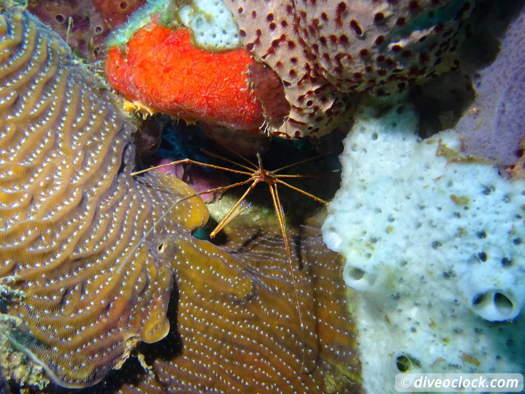 Dominica Diving in Volcanic Bubbles at Champagne Reef Dominica Champagne Diveoclock 38