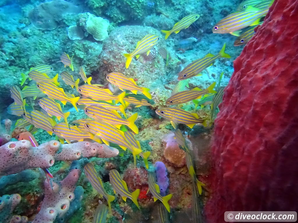 غواصی دومینیکا در حباب های آتشفشانی در Champagne Reef Dominica Champagne Diveoclock 39