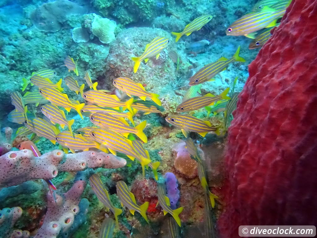 Dominica Diving in Volcanic Bubbles at Champagne Reef Dominica Champagne Diveoclock 39