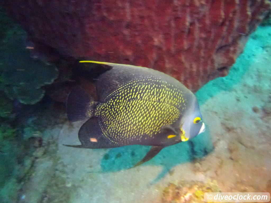 Dominica Diving in Volcanic Bubbles at Champagne Reef Dominica Champagne Diveoclock 40