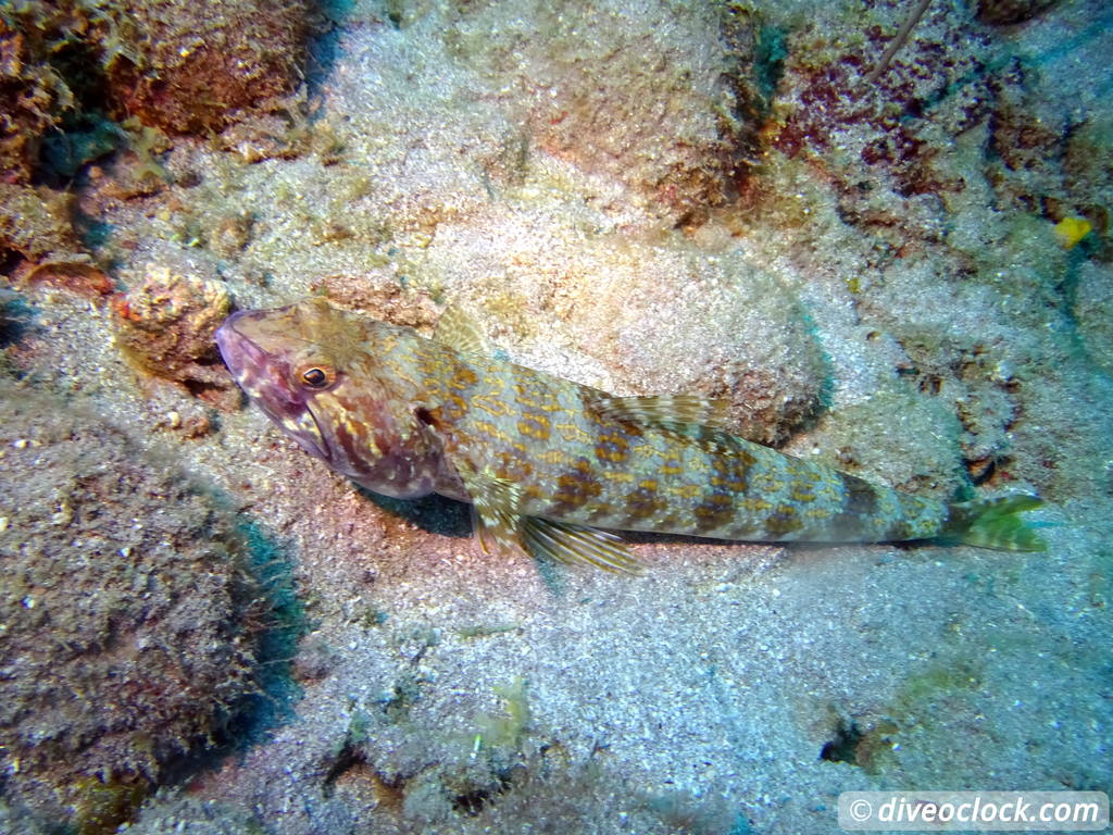 Dominica Diving in Volcanic Bubbles at Champagne Reef Dominica Champagne Diveoclock 41