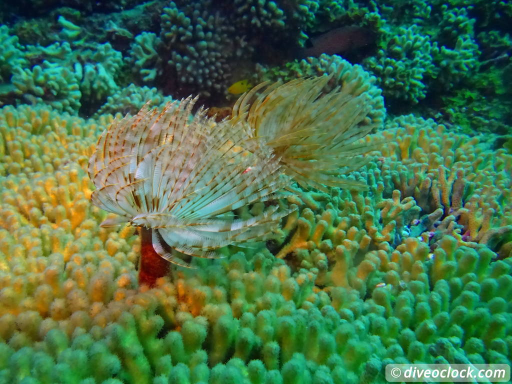 Dominica Diving in Volcanic Bubbles at Champagne Reef Dominica Champagne Diveoclock 43