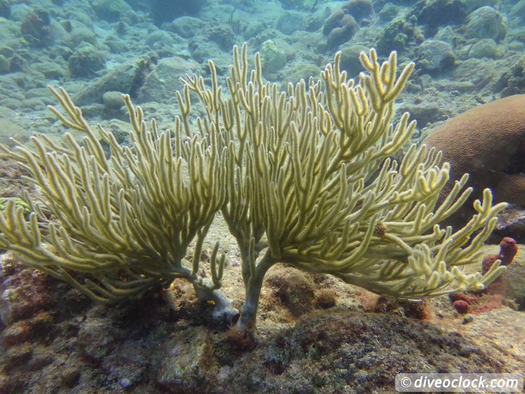 Dominica Diving in Volcanic Bubbles at Champagne Reef Dominica Champagne Diveoclock 51