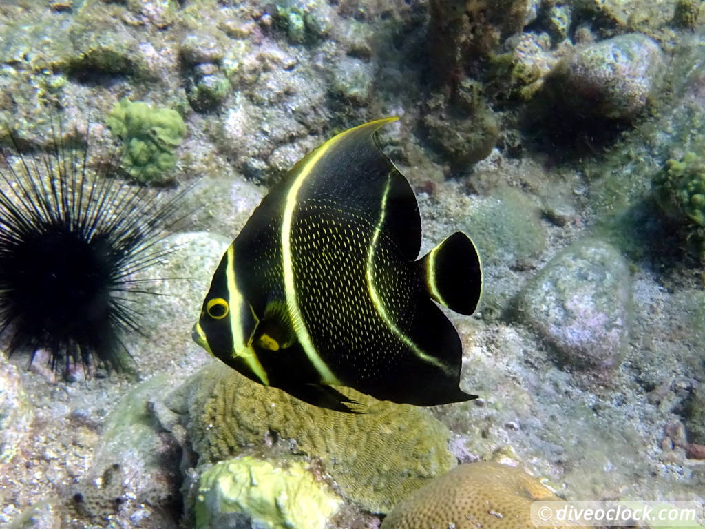 Dominica Diving in Volcanic Bubbles at Champagne Reef Dominica Champagne Diveoclock 52