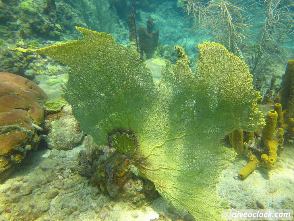 غواصی دومینیکا در حباب های آتشفشانی در Champagne Reef Dominica Champagne Diveoclock 54