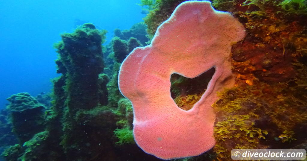 Dominica Diving in Volcanic Bubbles at Champagne Reef  Caribbean Dominica Soufriere 