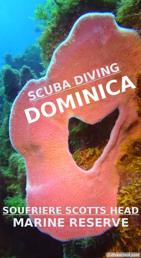Soufriere Scotts Head Marine Reserve - The Best Dive Spot in Dominica!