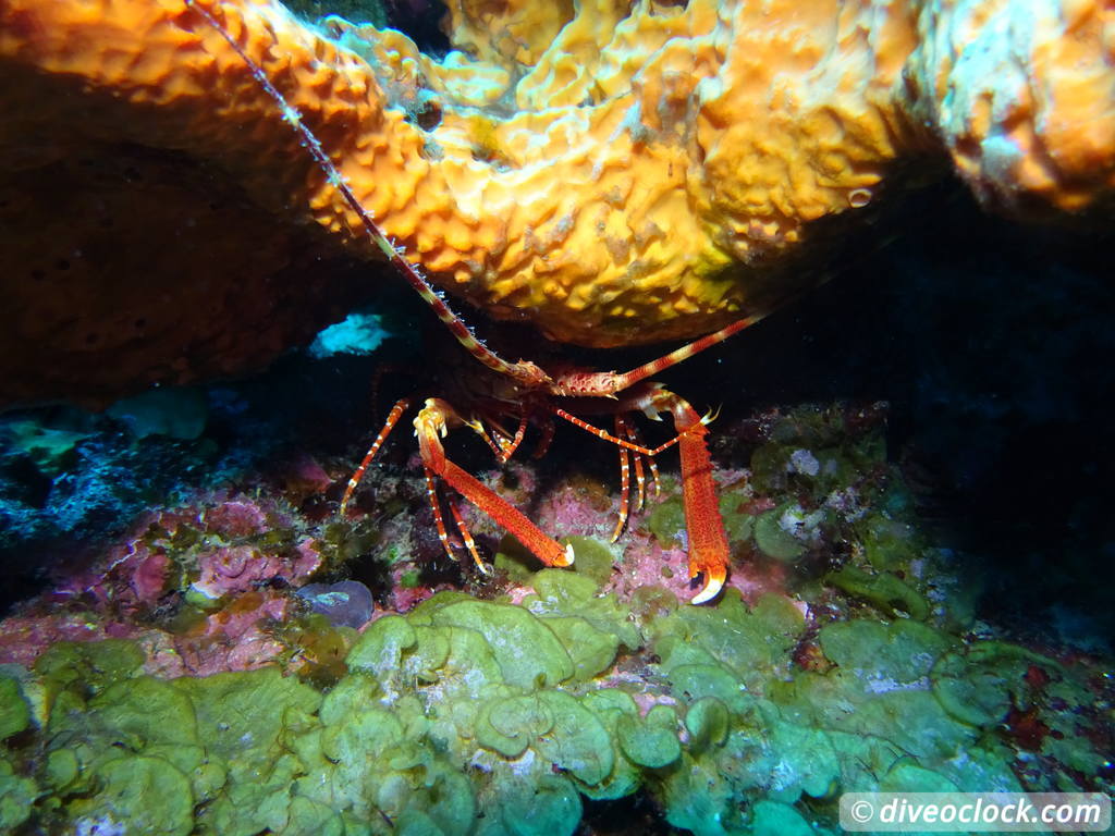 Soufriere Scotts Head Marine Reserve The Best Dive Spot in Dominica  Dominica Soufriere Diveoclock 11