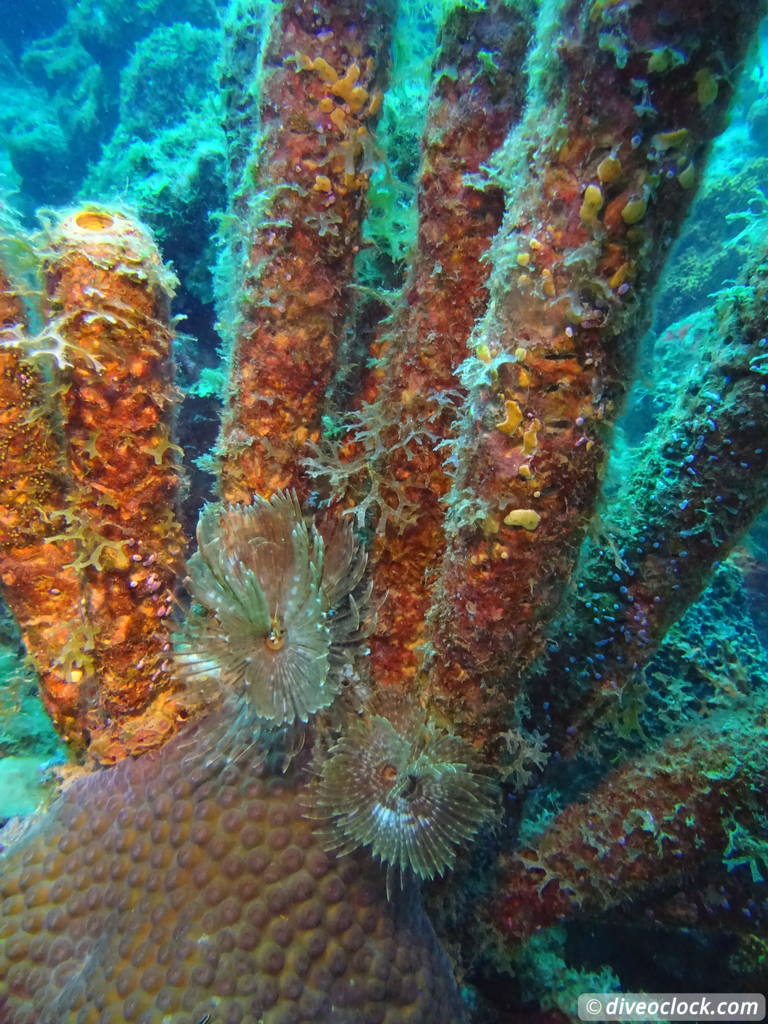 Soufriere Scotts Head Marine Reserve The Best Dive Spot in Dominica  Dominica Soufriere Diveoclock 12