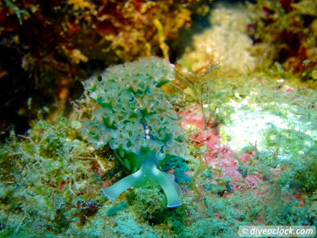 Soufriere Scotts Head Marine Reserve The Best Dive Spot in Dominica  Dominica Soufriere Diveoclock 13