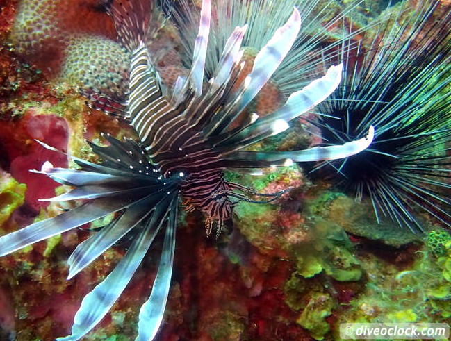 Soufriere Scotts Head Marine Reserve The Best Dive Spot in Dominica  Dominica Soufriere Diveoclock 16