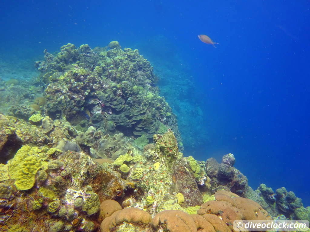 Soufriere Scotts Head Marine Reserve The Best Dive Spot in Dominica  Dominica Soufriere Diveoclock 19