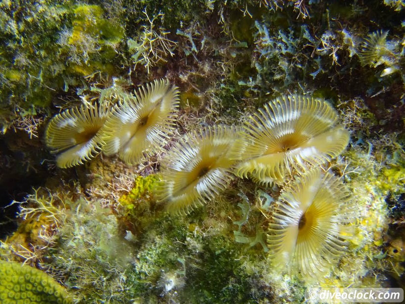 Soufriere Scotts Head Marine Reserve The Best Dive Spot in Dominica  Dominica Soufriere Diveoclock 22