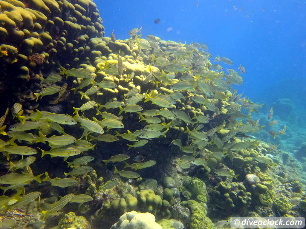 Soufriere Scotts Head Marine Reserve The Best Dive Spot in Dominica  Dominica Soufriere Diveoclock 25