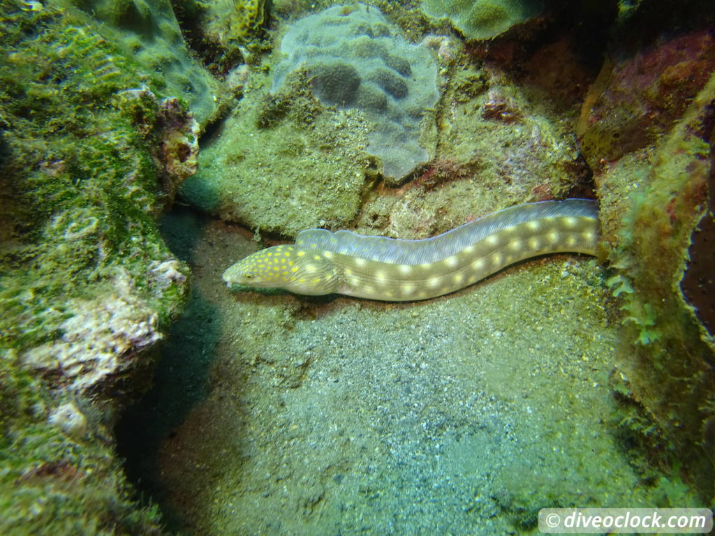 Soufriere Scotts Head Marine Reserve The Best Dive Spot in Dominica  Dominica Soufriere Diveoclock 30