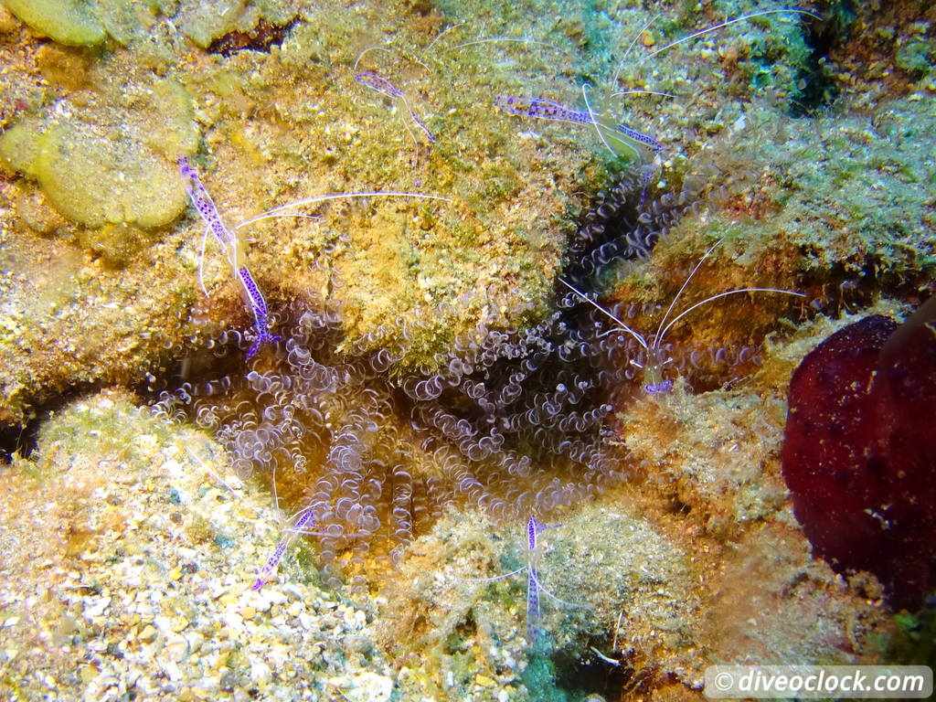 Soufriere Scotts Head Marine Reserve The Best Dive Spot in Dominica  Dominica Soufriere Diveoclock 33