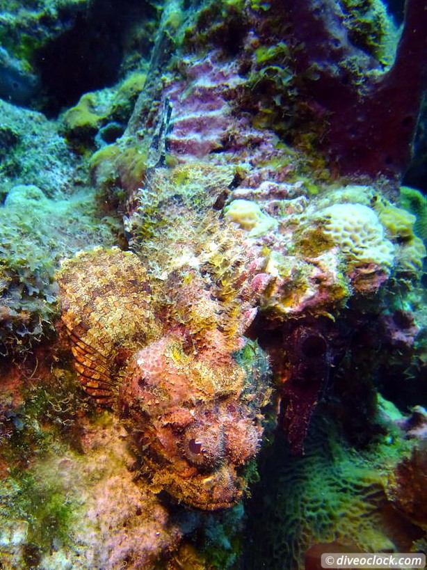 Soufriere Scotts Head Marine Reserve The Best Dive Spot in Dominica  Dominica Soufriere Diveoclock 34