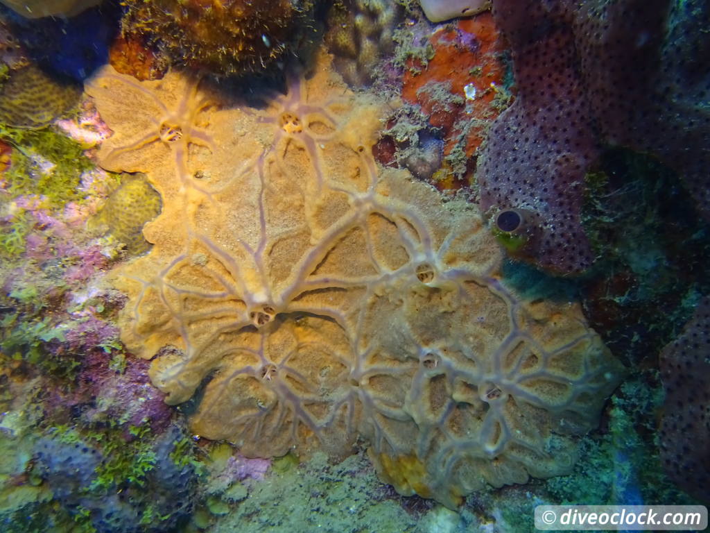 Soufriere Scotts Head Marine Reserve The Best Dive Spot in Dominica  Dominica Soufriere Diveoclock 35