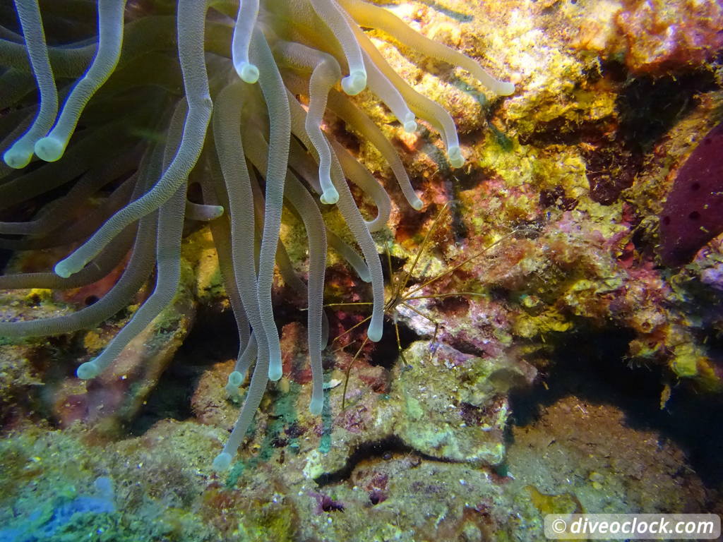 Soufriere Scotts Head Marine Reserve The Best Dive Spot in Dominica  Dominica Soufriere Diveoclock 36