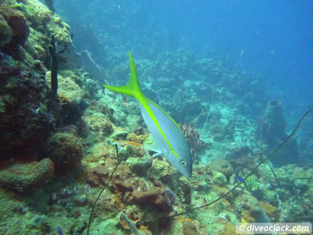 Soufriere Scotts Head Marine Reserve The Best Dive Spot in Dominica  Dominica Soufriere Diveoclock 40