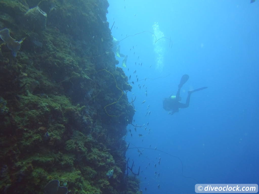 Soufriere Scotts Head Marine Reserve The Best Dive Spot in Dominica  Dominica Soufriere Diveoclock 42