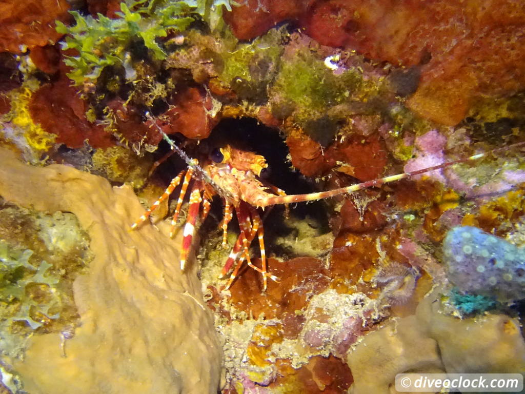 Soufriere Scotts Head Marine Reserve The Best Dive Spot in Dominica  Dominica Soufriere Diveoclock 43