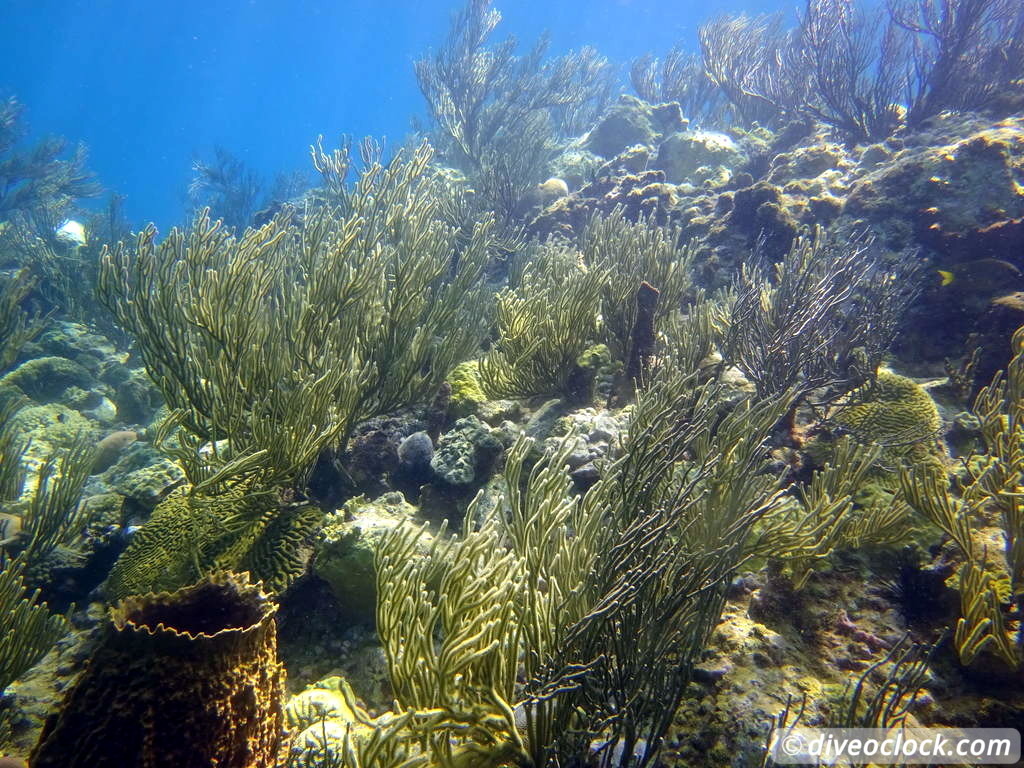 Soufriere Scotts Head Marine Reserve The Best Dive Spot in Dominica  Dominica Soufriere Diveoclock 55