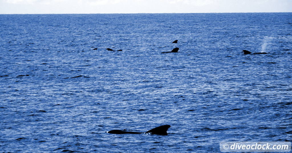 Les Saintes Diving the Legendary Sec Pâté Guadeloupe   Caribbean Dominica Whales 