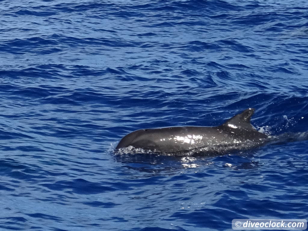 Dominica Watching Countless Whales and Dolphins  Dominica Whalewatching Diveoclock 15