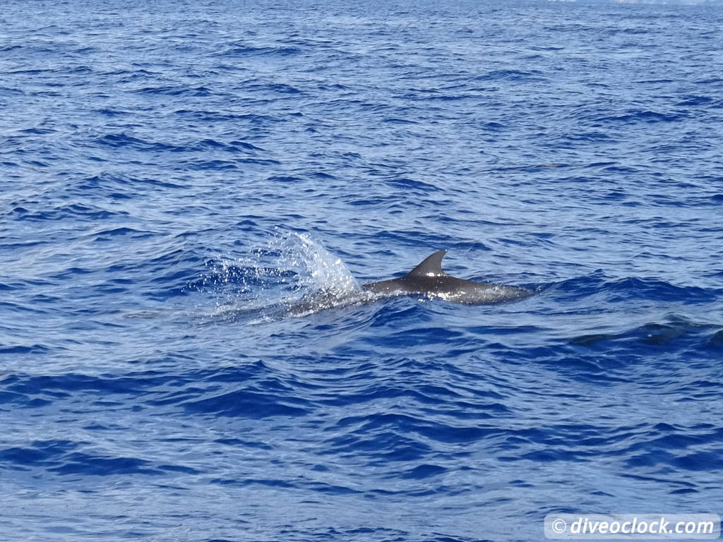 Dominica Watching Countless Whales and Dolphins  Dominica Whalewatching Diveoclock 16