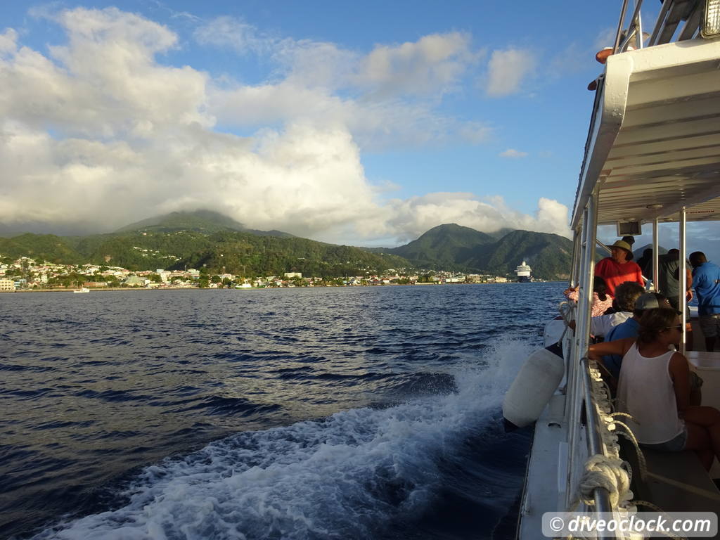 Dominica Watching Countless Whales and Dolphins  Dominica Whalewatching Diveoclock 31