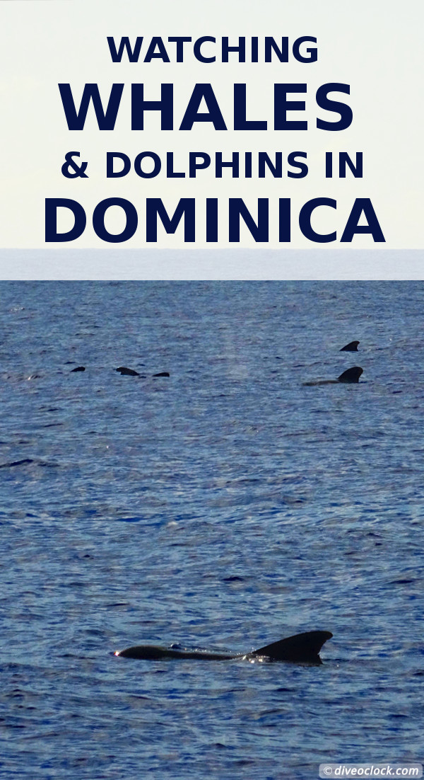Dominica - Watching Countless Whales and Dolphins!