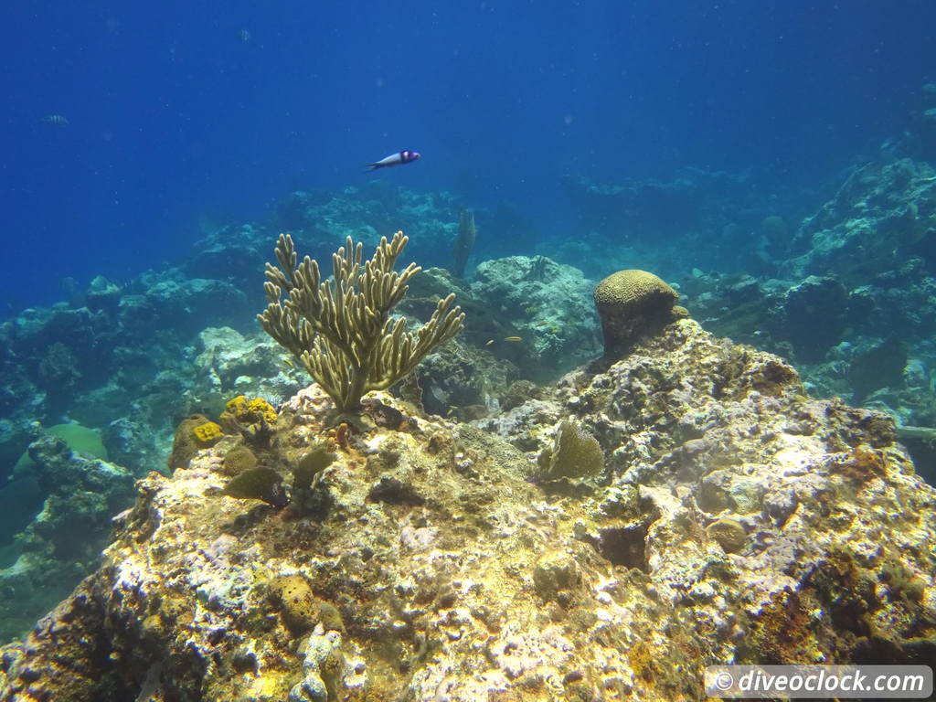 Samana Hot Spot: Diving The Tower of Cabo Cabron Dominican Republic  Dominicanrepublic Cabocabron Diveoclock 102