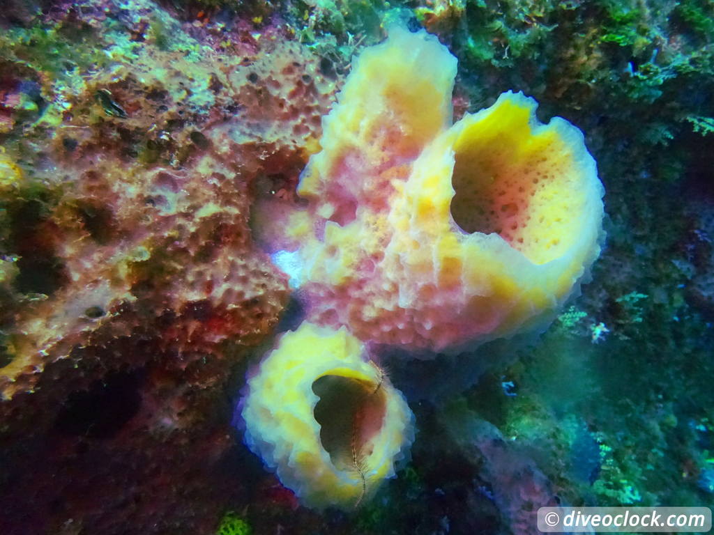 Samana Hot Spot: Diving The Tower of Cabo Cabron Dominican Republic  Dominicanrepublic Cabocabron Diveoclock 15