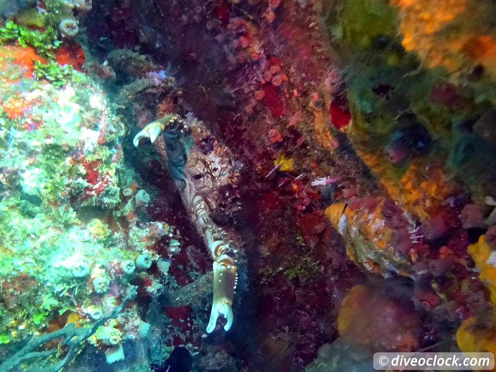 Samana Hot Spot: Diving The Tower of Cabo Cabron Dominican Republic  Dominicanrepublic Cabocabron Diveoclock 17