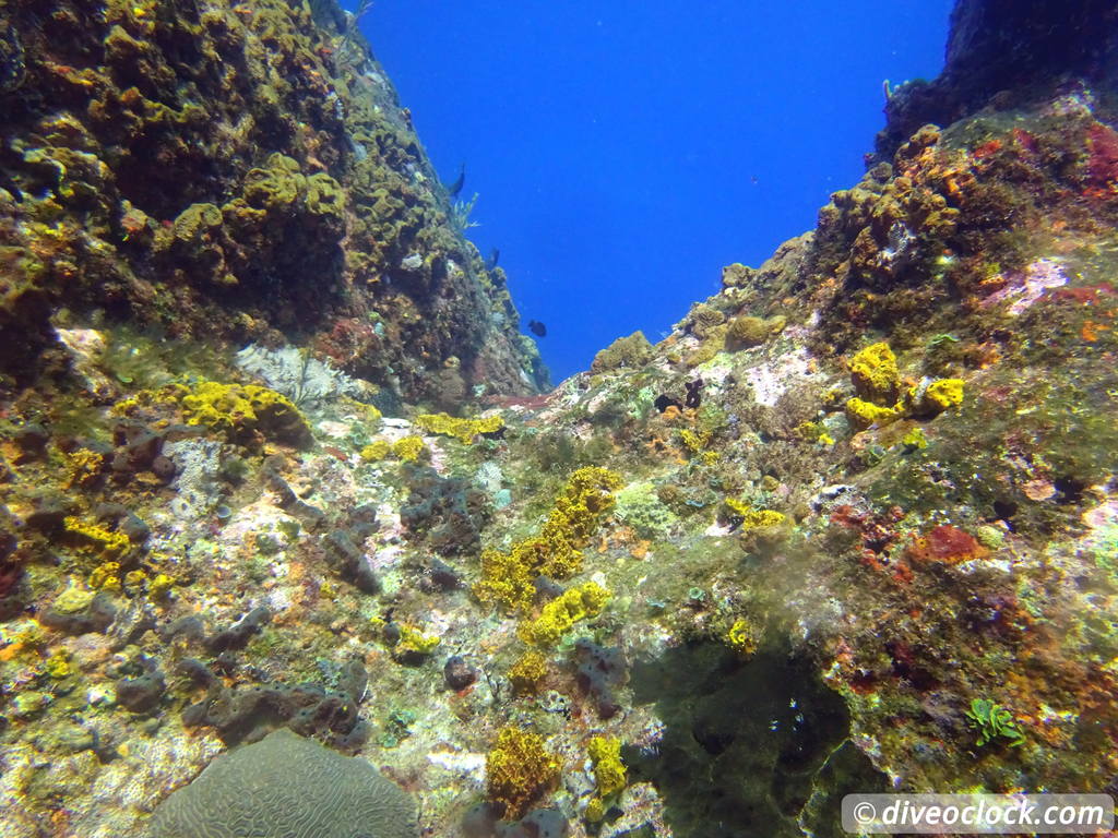 Samana Hot Spot: Diving The Tower of Cabo Cabron Dominican Republic  Dominicanrepublic Cabocabron Diveoclock 35