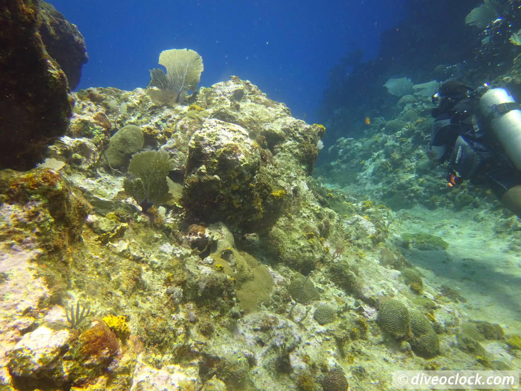 Samana Hot Spot: Diving The Tower of Cabo Cabron Dominican Republic  Dominicanrepublic Cabocabron Diveoclock 59