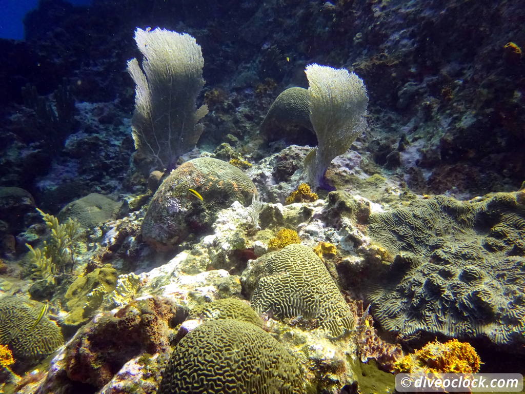 Samana Hot Spot: Diving The Tower of Cabo Cabron Dominican Republic  Dominicanrepublic Cabocabron Diveoclock 62