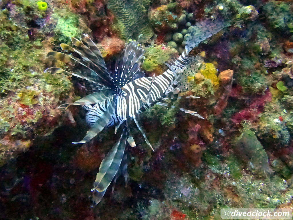 Samana Hot Spot: Diving The Tower of Cabo Cabron Dominican Republic  Dominicanrepublic Cabocabron Diveoclock 70