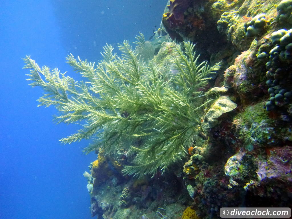 Samana Hot Spot: Diving The Tower of Cabo Cabron Dominican Republic  Dominicanrepublic Cabocabron Diveoclock 74