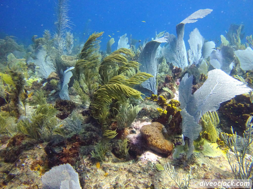 monte_cristi_dominican_republic_diveoclock-103.jpg